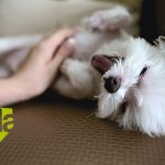 Aplicación del Neuromarketing en los anuncios con mascotas