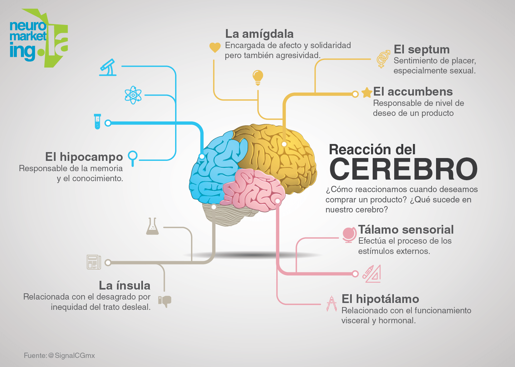 Infografía Cerebro